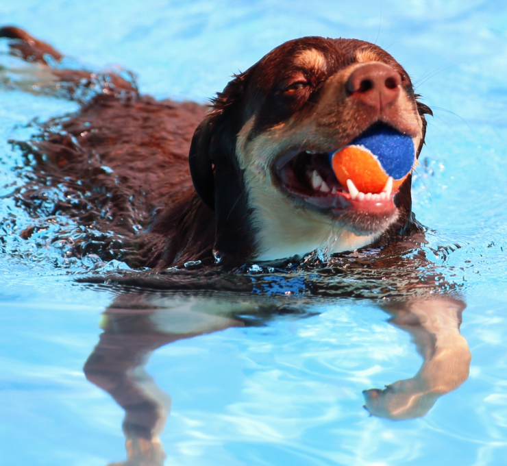 Piscinas para ir con perros en Madrid