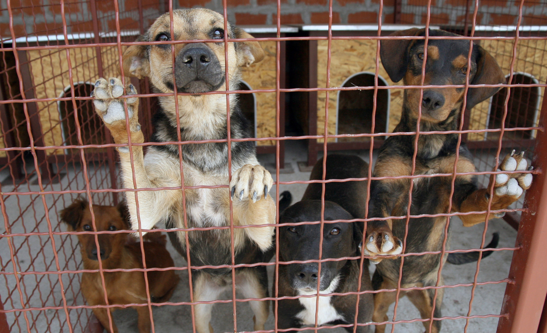 Cómo y dónde adoptar un perro en Oviedo