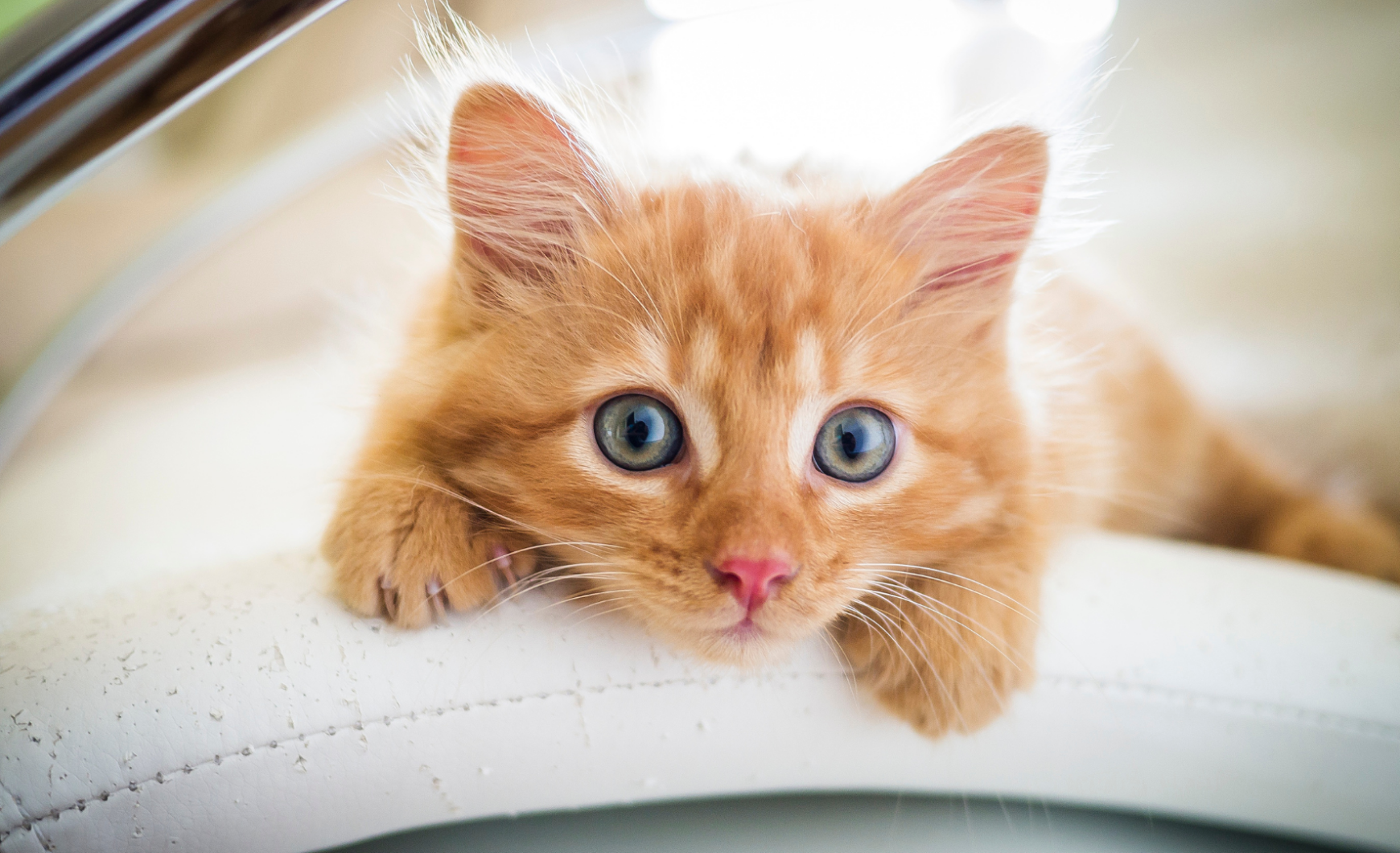 Cómo y dónde adoptar un gato en Madrid