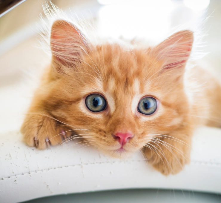 Cómo y dónde adoptar un gato en Madrid
