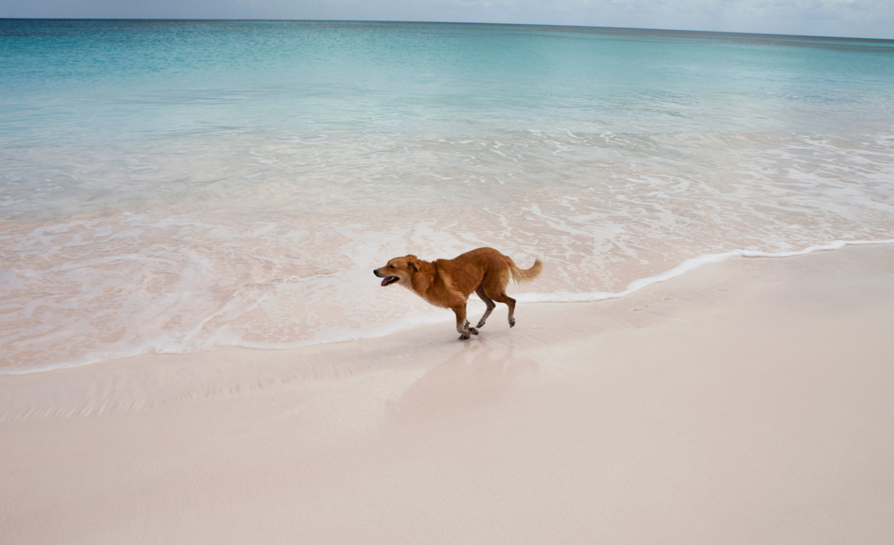 Playas para perros en Barcelona