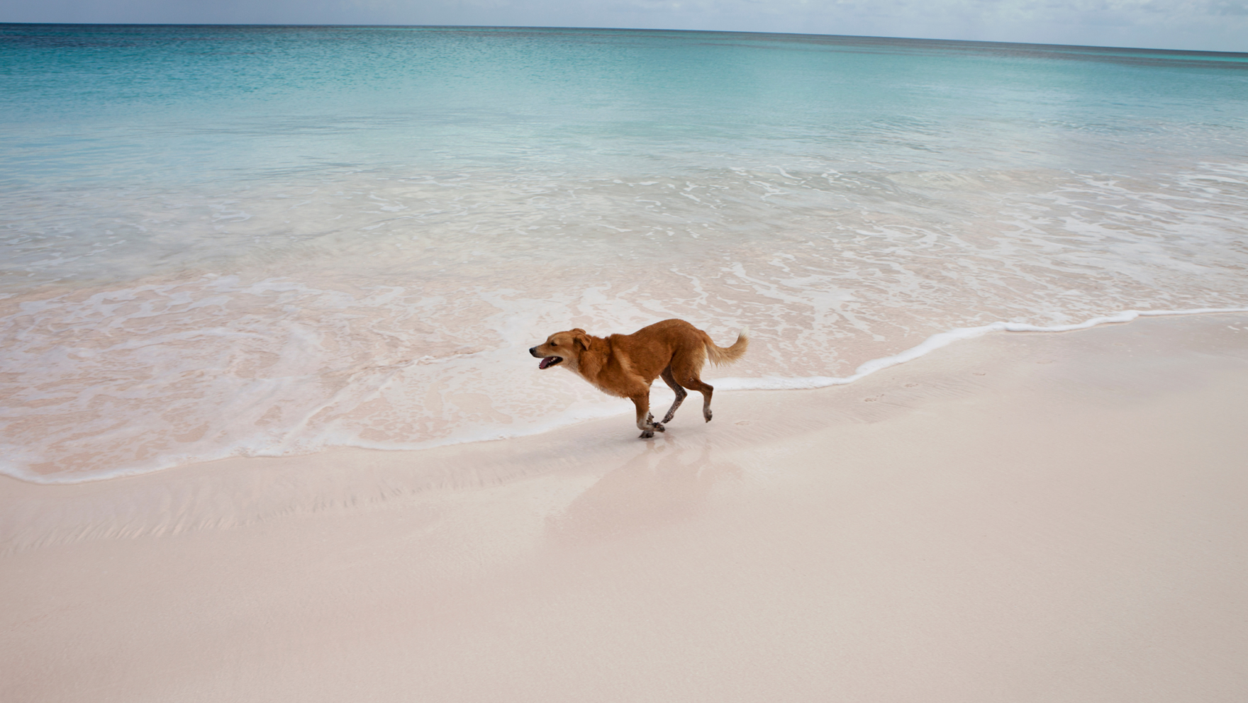 Playas para perros en Barcelona