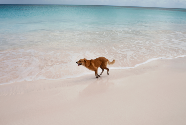 Playas para perros en Barcelona