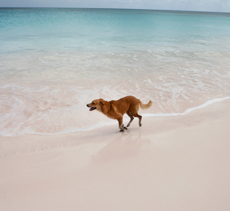 Playas para perros en Barcelona