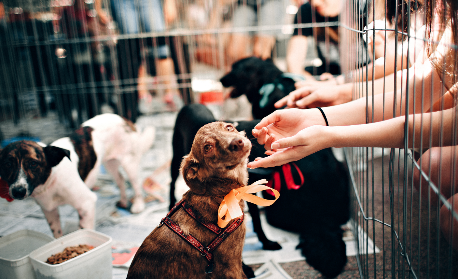 Cómo y dónde adoptar un perro en Málaga