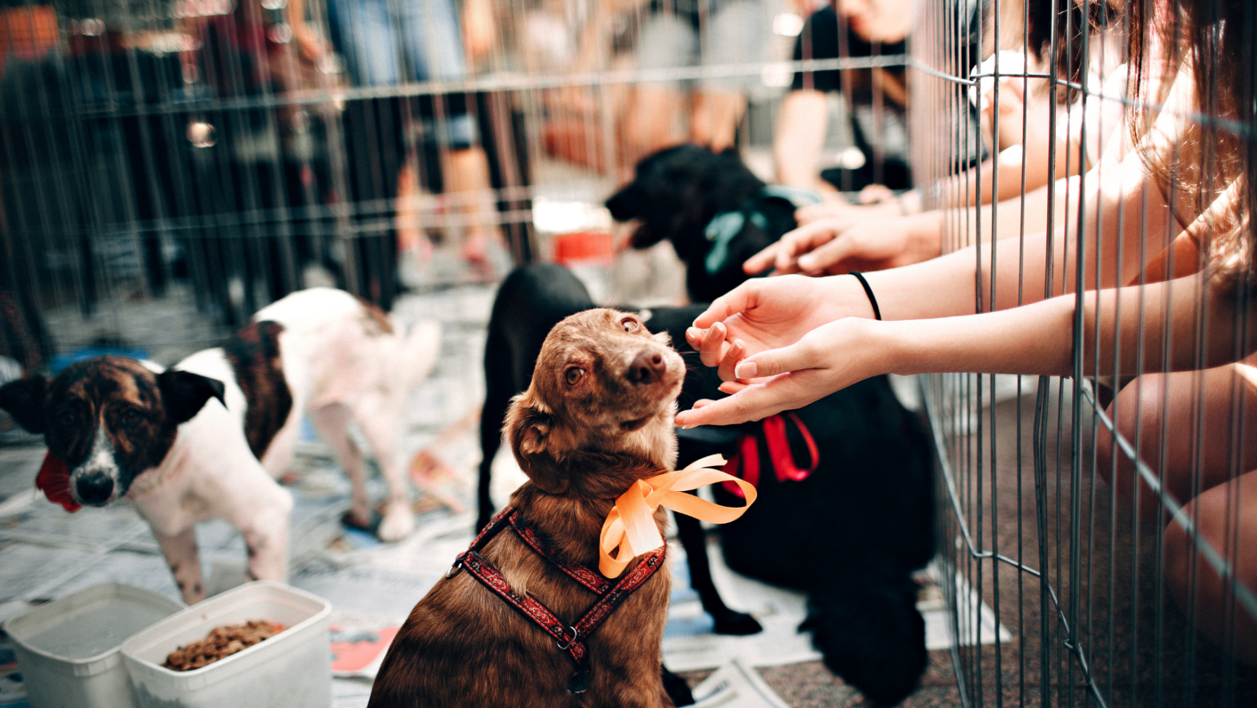 Cómo y dónde adoptar un perro en Málaga