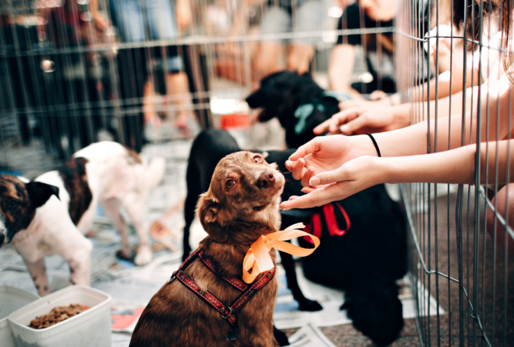 Cómo y dónde adoptar un perro en Málaga