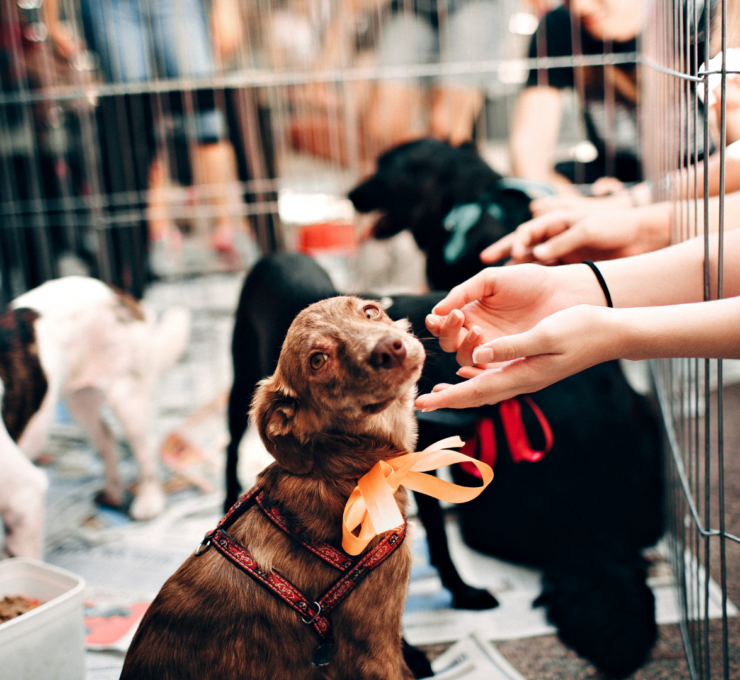Cómo y dónde adoptar un perro en Málaga