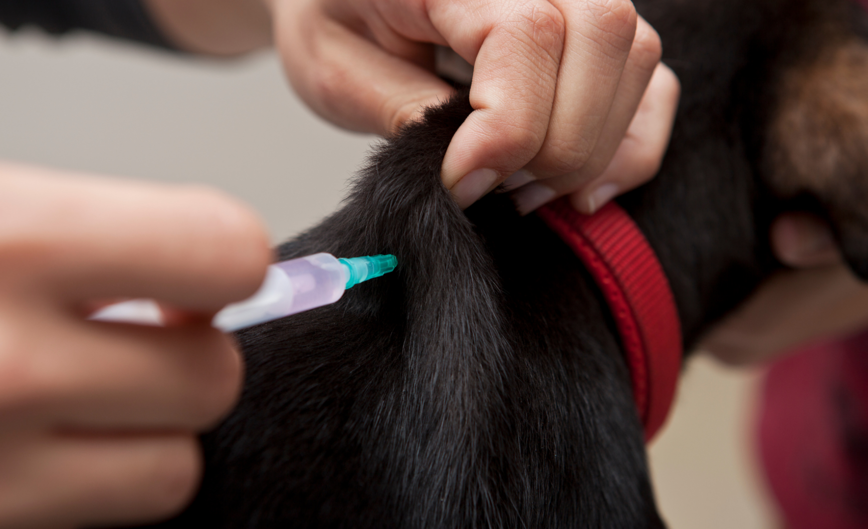 Vacunas obligatorias para perros en Galicia