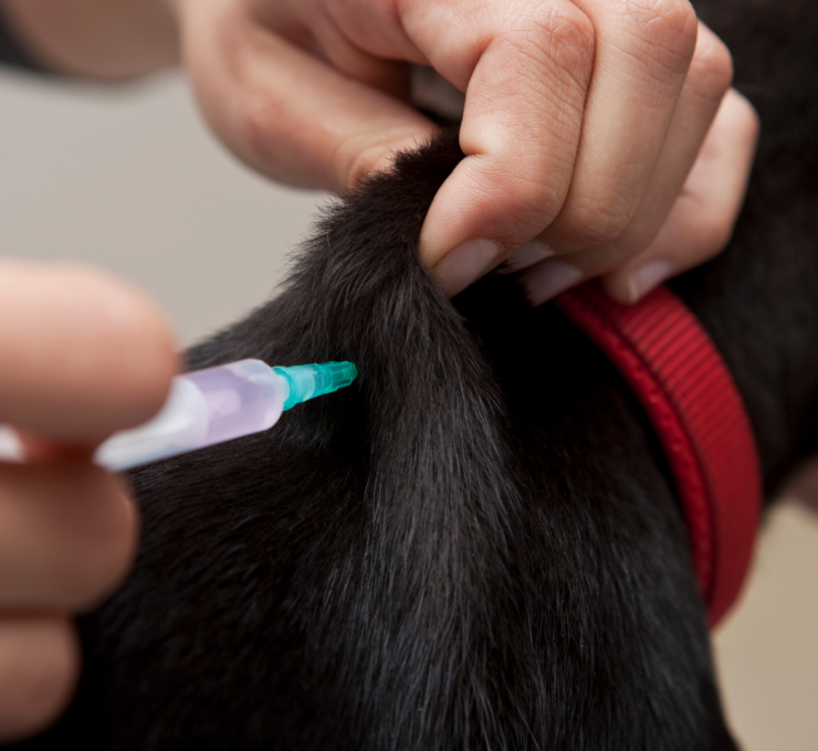 Vacunas obligatorias para perros en Galicia