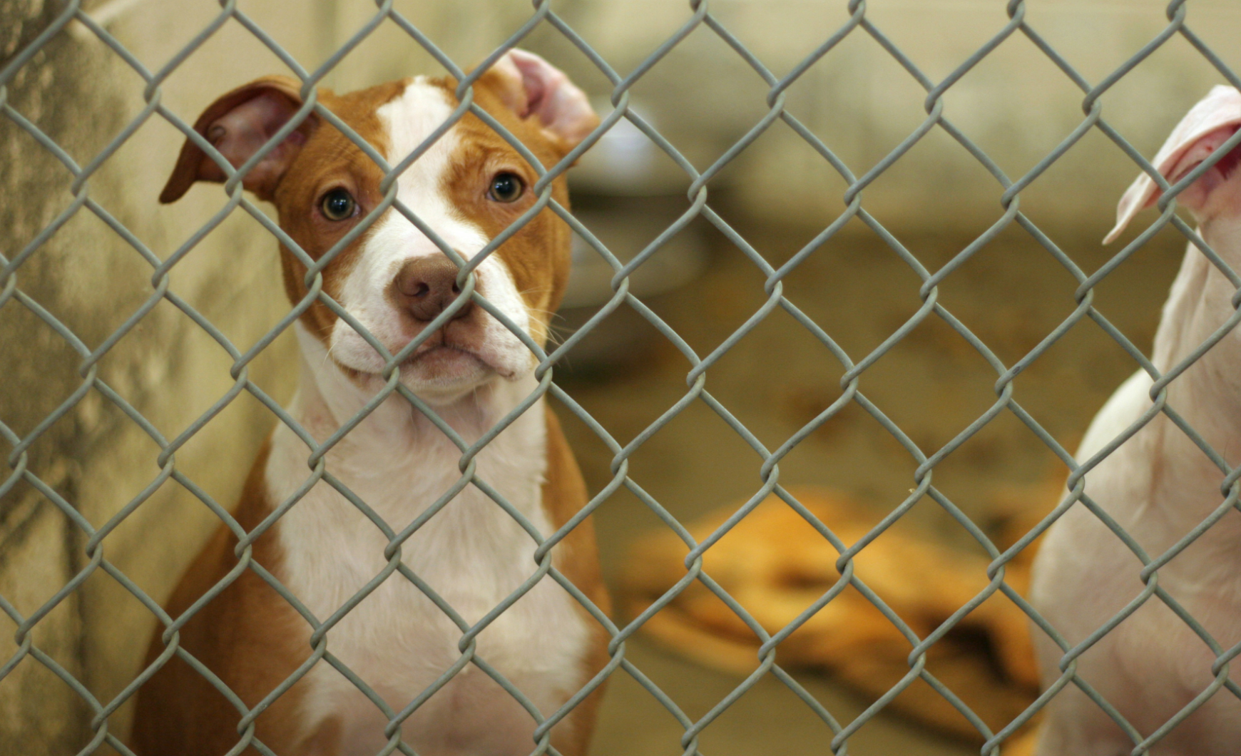 Cómo y dónde adoptar un perro en Madrid