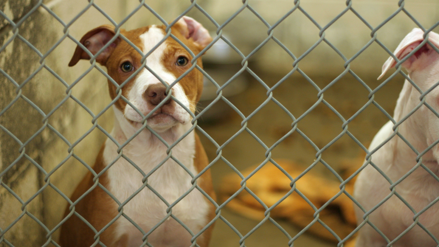 Cómo y dónde adoptar un perro en Madrid