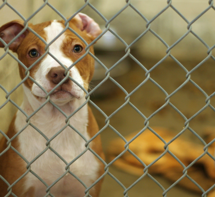 Cómo y dónde adoptar un perro en Madrid