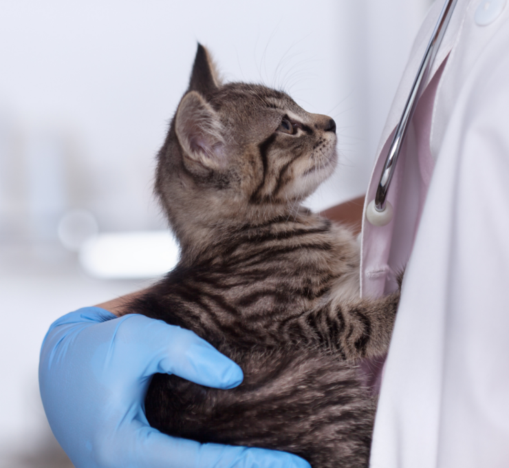 Urgencias veterinarias en Bilbao – Veterinario 24 horas