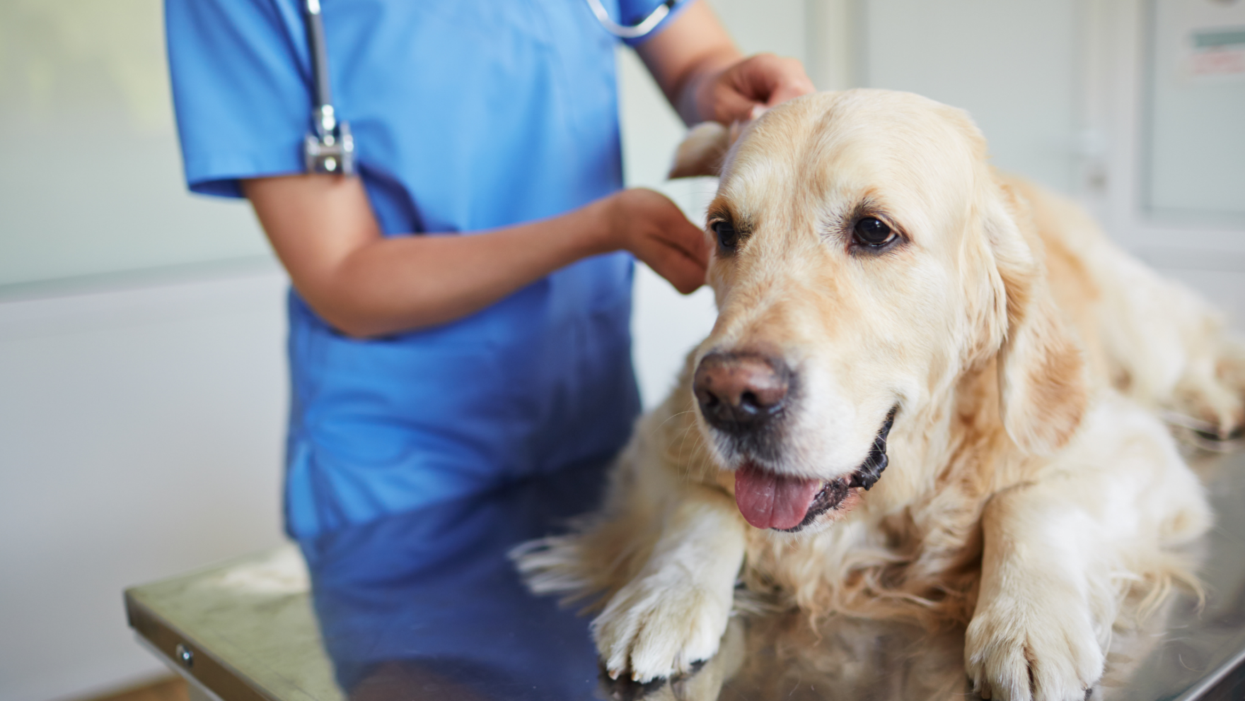 Urgencias veterinarias en Mataró – Veterinario 24 horas