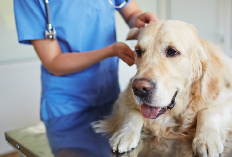 Urgencias veterinarias en Mataró – Veterinario 24 horas