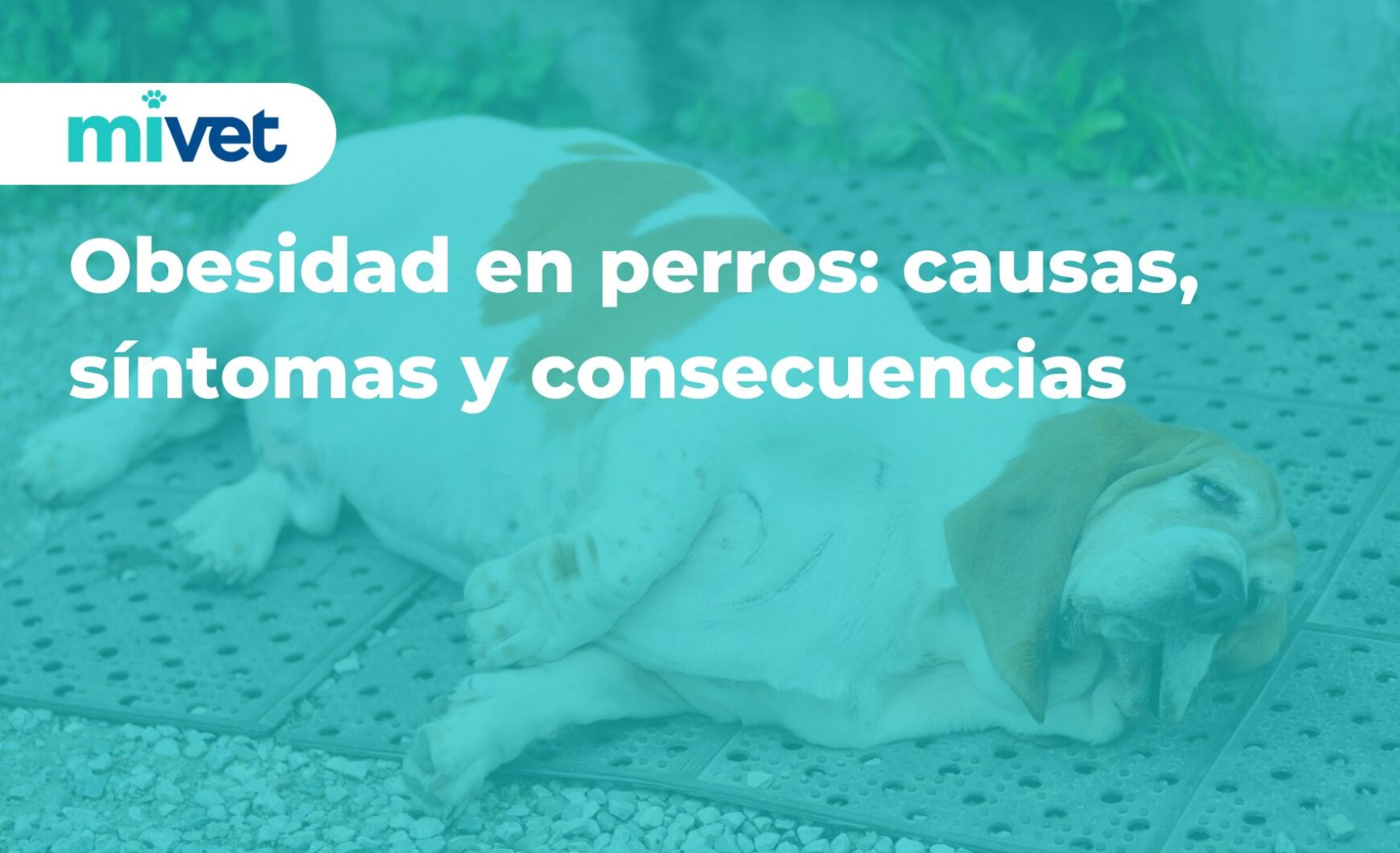Obesidad en perros: causas, síntomas y consecuencias