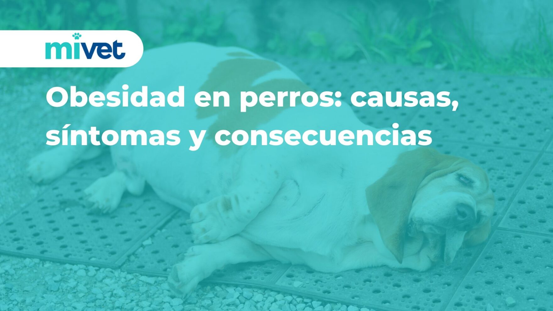 Obesidad en perros: causas, síntomas y consecuencias