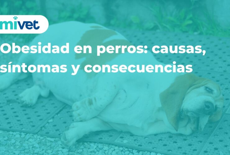 Obesidad en perros: causas, síntomas y consecuencias