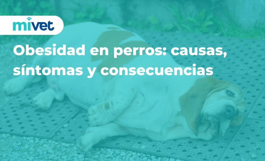 Obesidad en perros: causas, síntomas y consecuencias