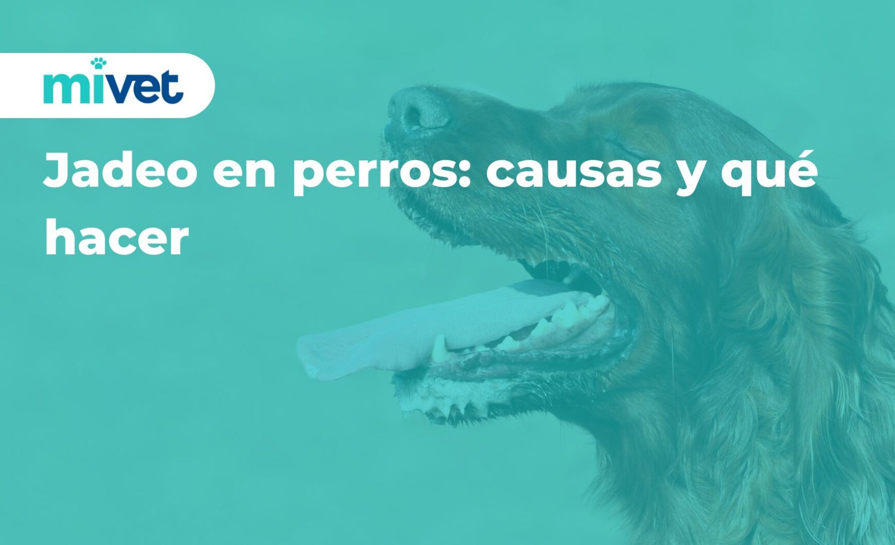 Jadeo en perros: causas y qué hacer