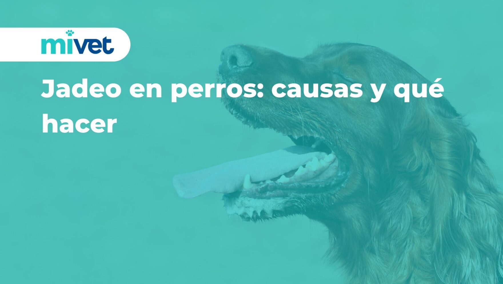 Jadeo en perros: causas y qué hacer