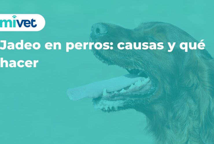 Jadeo en perros: causas y qué hacer