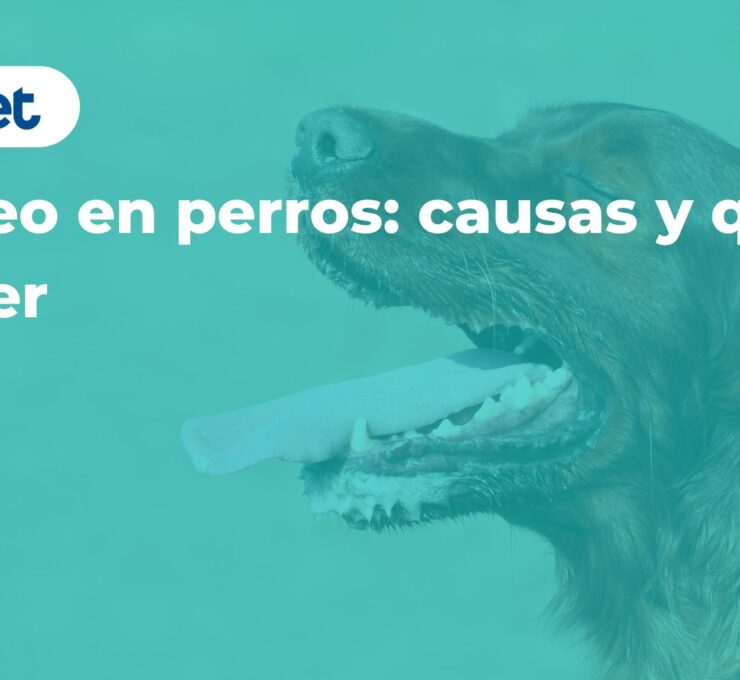 Jadeo en perros: causas y qué hacer