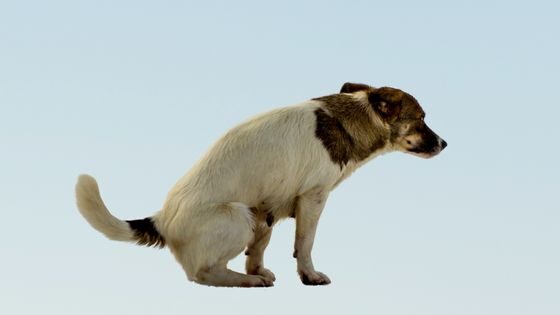 ¿Por qué mi cachorro tiene diarrea?