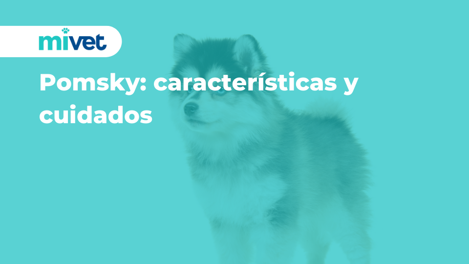 Pomsky: características y cuidados