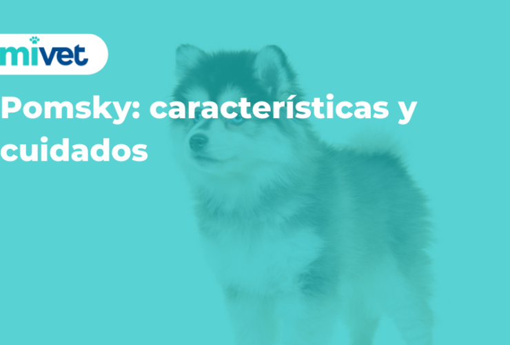 Pomsky: características y cuidados