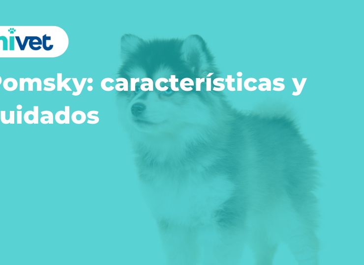 Pomsky: características y cuidados