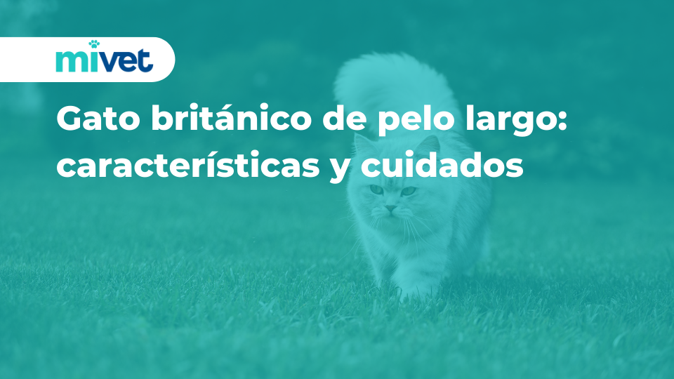 Gato británico de pelo largo: características y cuidados