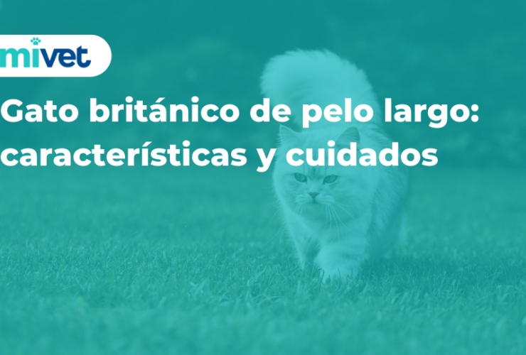 Gato británico de pelo largo: características y cuidados