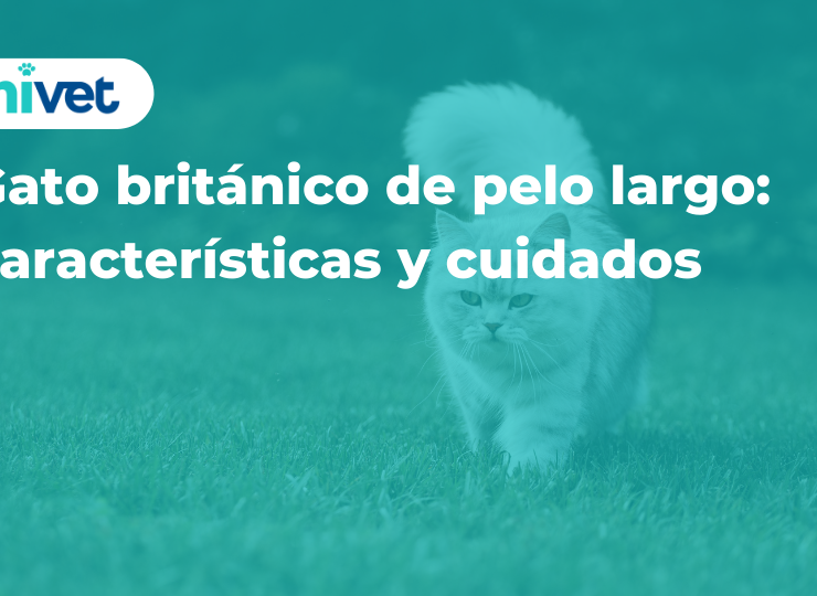 Gato británico de pelo largo: características y cuidados