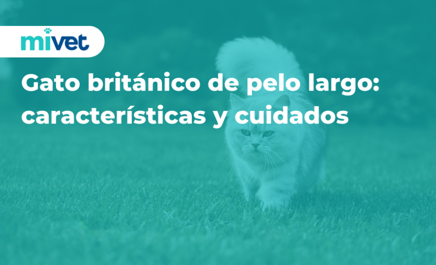 Gato británico de pelo largo: características y cuidados
