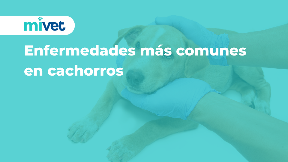 Enfermedades más comunes en cachorros