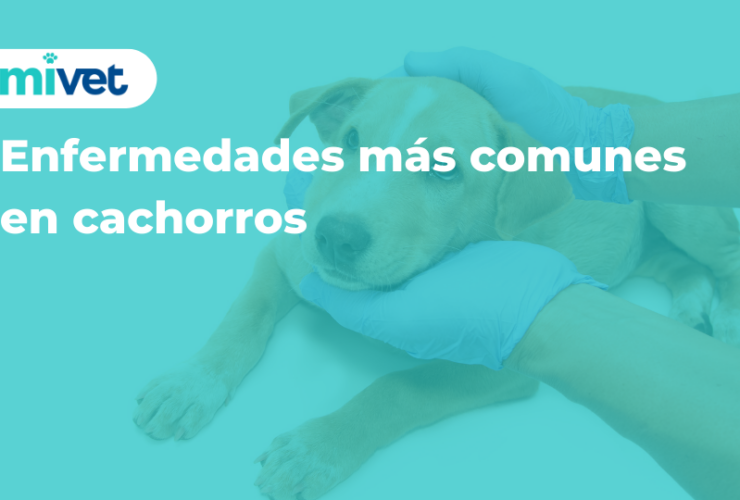 Enfermedades más comunes en cachorros