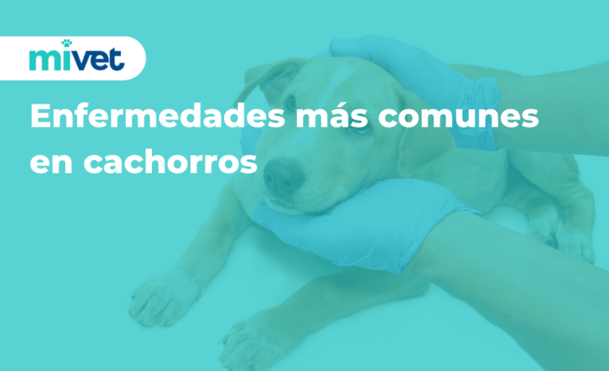 Enfermedades más comunes en cachorros