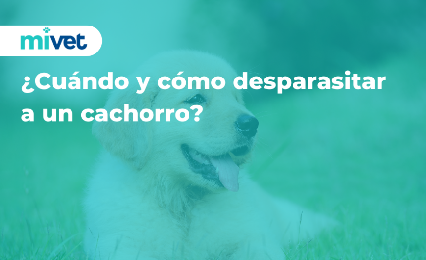 ¿Cuándo y cómo desparasitar a un cachorro?
