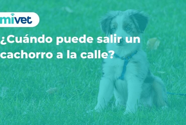 ¿Cuándo puede salir un cachorro a la calle?