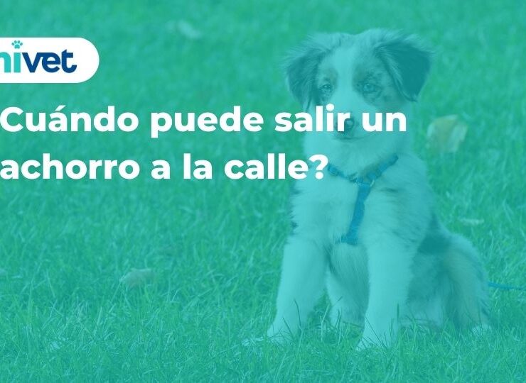 ¿Cuándo puede salir un cachorro a la calle?