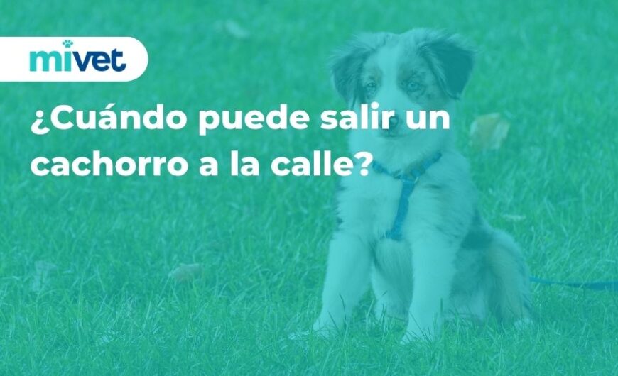 ¿Cuándo puede salir un cachorro a la calle?