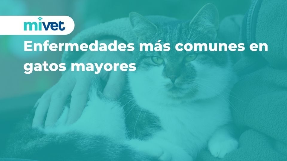 Enfermedades más comunes en gatos mayores