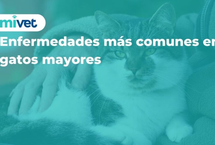 Enfermedades más comunes en gatos mayores