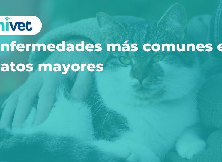 Enfermedades más comunes en gatos mayores