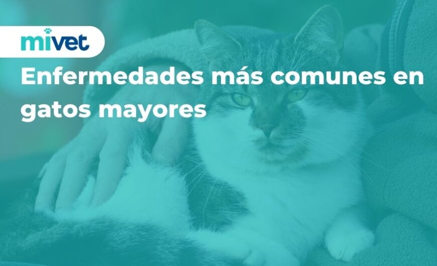 Enfermedades más comunes en gatos mayores