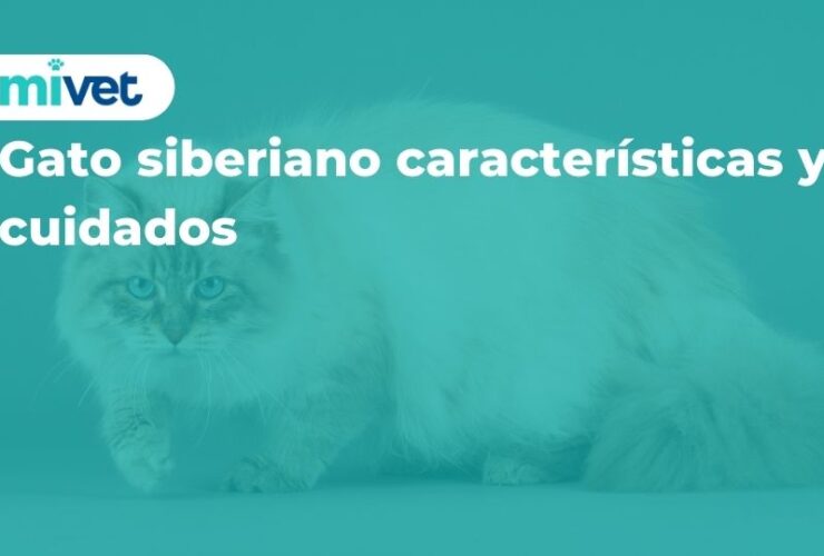 Gato siberiano: características y cuidados