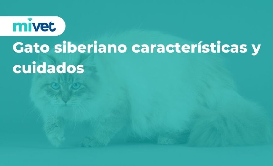 Gato siberiano: características y cuidados