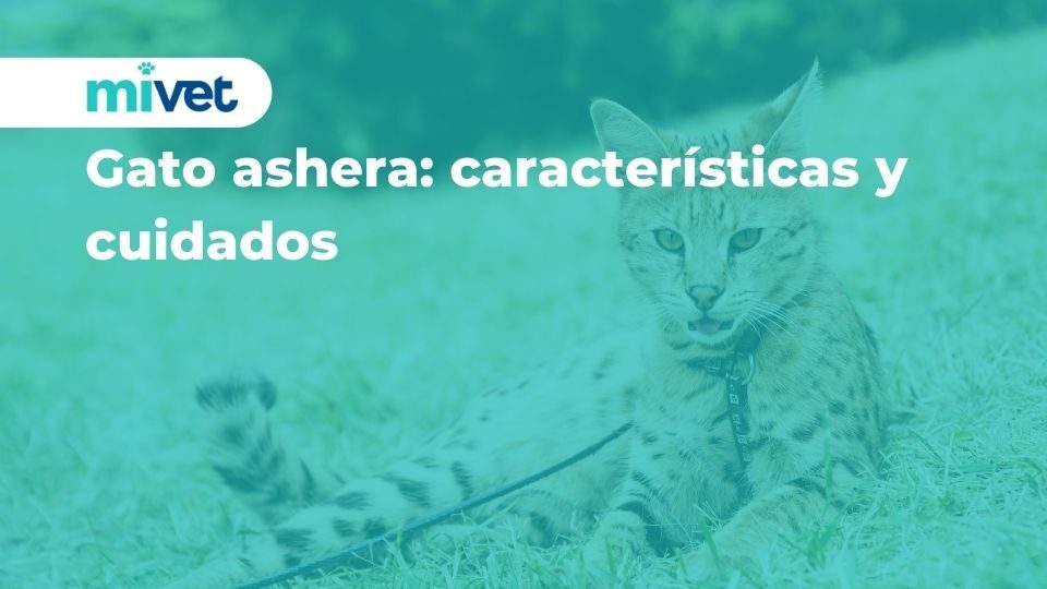 Gato ashera: características y cuidados